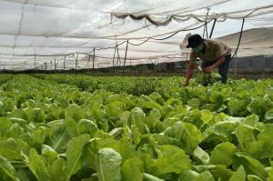 Mùa mưa, giá rau, nấm tăng cao