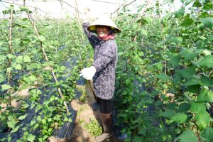 ​Huyện Long Thành: Phát triển hài hòa nông nghiệp, công nghiệp và dịch vụ