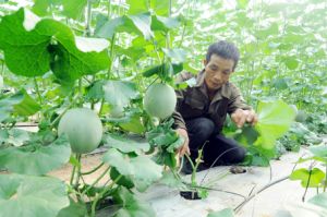 Phát triển nông nghiệp cho thành phố tương lai