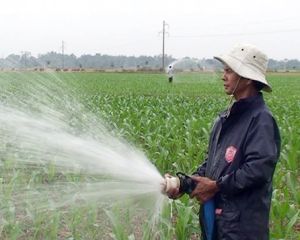 Tăng sức cạnh tranh cho bắp nội