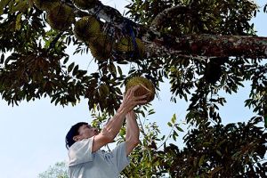Huyện Long Thành xây dựng nông thôn mới hiện đại, văn minh