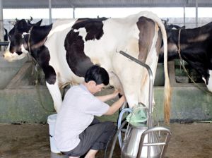 “Nóng” nghề nuôi bò sữa