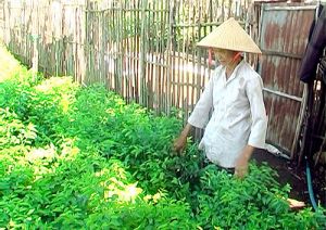 Hợp tác xã Suối Nho nỗ lực xây dựng vùng rau an toàn