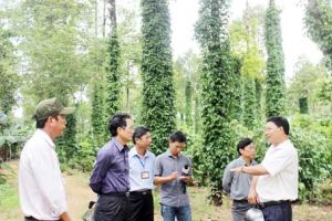 ​Làm giàu trên đất rừng trồng