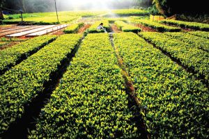 Trảng Bom phấn đấu cuối năm 2016 trở thành huyện nông thôn mới
