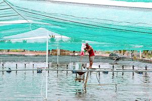 Phát triển mô hình nuôi tôm công nghệ cao tại Nhơn Trạch