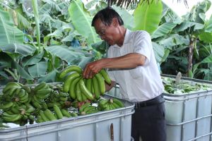 Bán đất Sài Gòn về Đồng Nai làm nông sản sạch