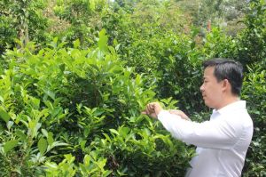 Trao 500 triệu vốn vay cho nông dân trồng và kinh doanh trà Phú Hội