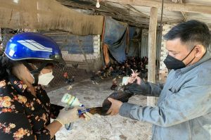 Cung ứng 15,83 triệu liều vaccine tiêm phòng cho gia súc, gia cầm