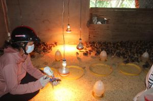 Chủ động xây dựng kế hoạch phòng chống dịch bệnh trên vật nuôi năm 2023