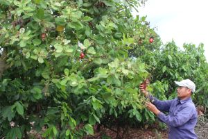 Vụ điều mất mùa, mất giá