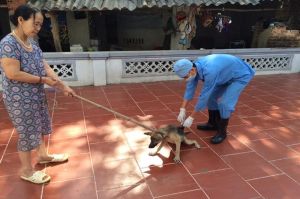 Tăng cường tiêm vaccine phòng bệnh cho đàn vật nuôi