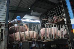 Nghỉ lễ 30-4, lượng heo cung cấp cho TP.HCM giảm hàng trăm con/ngày