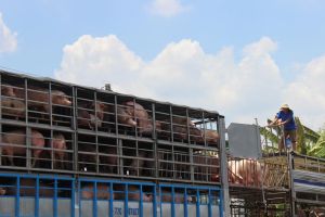 Hơn 34 ngàn con heo được truy xuất nguồn gốc trong 6 tháng đầu năm 2023