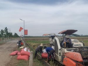 Thu hoạch vụ lúa thu đông đạt lợi nhuận cao