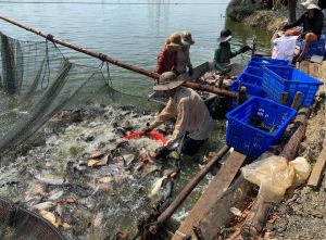 Đồng Nai phấn đấu đến năm 2025 đạt khoảng 20 ngàn tấn thủy sản VietGAP