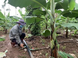 Đầu tư hệ thống tưới nước tiết kiệm mang lại nhiều lợi ích trong mùa khô