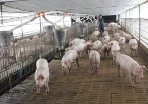 Heo hơi về mức người chăn nuôi có lợi nhuận tốt