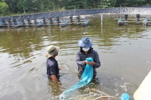 Hiêu quả trong công tác phòng chống hạn mặn