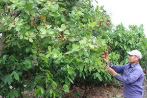 Diện tích cây điều giảm mạnh