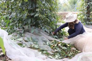 Giá tiêu chạm mốc gần 200 ngàn đồng/kg