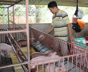 Heo giống sốt giá vẫn không đủ nguồn cung