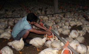 Đa số các cơ sở trong vùng dân cư phải di dời đều ngưng chăn nuôi