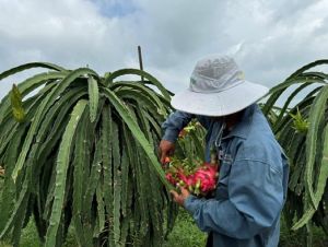 Giá thanh long ruột đỏ giảm mạnh