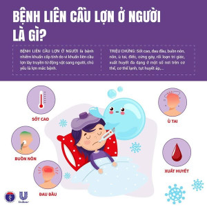 CHỦ ĐỘNG PHÒNG CHỐNG BỆNH LIÊN CẦU LỢN