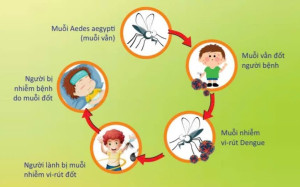 SỐT XUẤT HUYẾT LÀ BỆNH GÌ VÀ CÓ NGUY HIỂM HAY KHÔNG