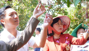 Bà Nguyễn Thị Hoàng - Tỉnh ủy viên, Phó Chủ tịch UBND tỉnh Đồng Nai khảo sát mô hình trồng điều thâm canh tại xã Bom Bo chuẩn bị Lễ hội Quả điều vàng 2026