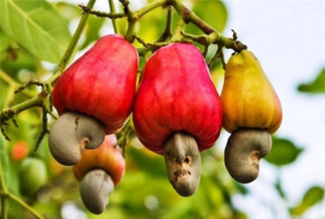 Món ngon từ quả Điều