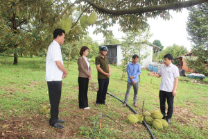 Mưa lớn kèm lốc xoáy làm thiệt hại khoảng 25 tấn Sầu riêng
