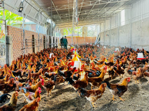 GIA GA TRONG THIEN DU BAO TET TANG MANH