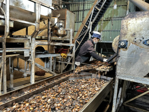 Cẩm Mỹ phát triển chuỗi giá trị hạt điều