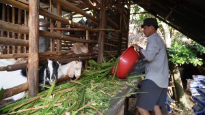 CAM MY GIA DE TANG CAO NGAT NGUONG – NGUOI CHAN NUOI LAI KHUNG