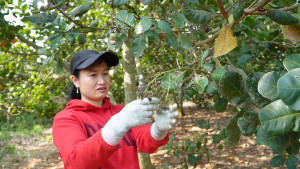 NANG NONG GAY GAT ANH HUONG TOI NHIEU LOAI CAY TRONG (2)