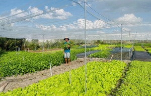 PHÁT HUY HIỆU QUẢ MÔ HÌNH TRỒNG RAU SẠCH TỪ NGUỒN VỐN VAY NGÂN HÀNG CHÍNH SÁCH XÃ HỘI