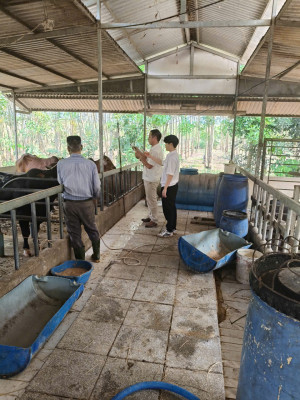 PHƯỜNG CHƠN THÀNH: Triển khai tiêm phòng vắc xin cho đàn gia súc, gia cầm đợt 2 năm 2025