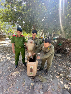 Phường Chơn Thành tiếp nhận và bàn giao 02 cá thể khỉ quý hiếm thuộc Nhóm IIB để cứu hộ, bảo tồn