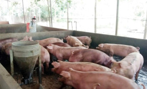 TUYÊN TRUYỀN: PHÒNG, CHỐNG BỆNH DỊCH TẢ LỢN CHÂU PHI TRÊN ĐỊA BÀN PHƯỜNG CHƠN THÀNH