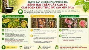 Hướng dẫn các biện pháp phòng trừ bệnh hại trên cây cao su giai đoạn khai thác mủ vào mùa mưa