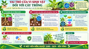 TUYÊN TRUYỀN: VAI TRÒ CỦA VI SINH VẬT ĐỐI VỚI CÂY TRỒNG