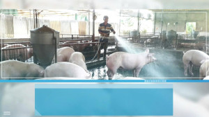 VIDEO - Phòng chống bệnh dịch tả lợn châu Phi