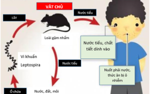 Bài tuyên truyền phòng chống  bệnh xoắn khuẩn vàng da