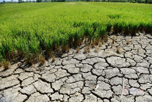 Phòng chống, ứng phó với nguy cơ nắng nóng, hạn hán, xâm nhập mặn, thiếu nước mùa khô năm 2025 - 2026 trên địa bàn xã Đại Phước.