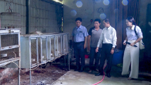 Hiệu quả từ mô hình nuôi chồn hương