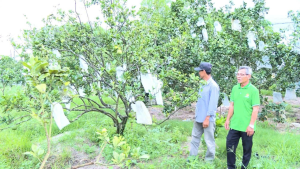 Mô hình trồng bưởi da xanh ở vùng đất cù lao ven sông
