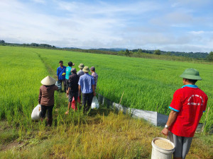 Xã Đak Lua đồng loạt ra quân diệt chuột - Quyết tâm bảo vệ năng suất lúa