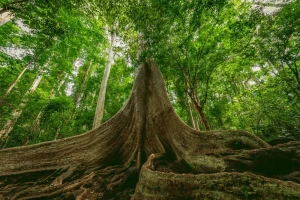 Bảo vệ rừng tại Vườn quốc gia Cát Tiên